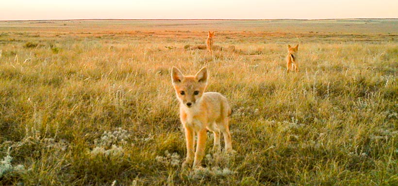 Swift Foxes in Alberta: If You Conserve it, They Will Come