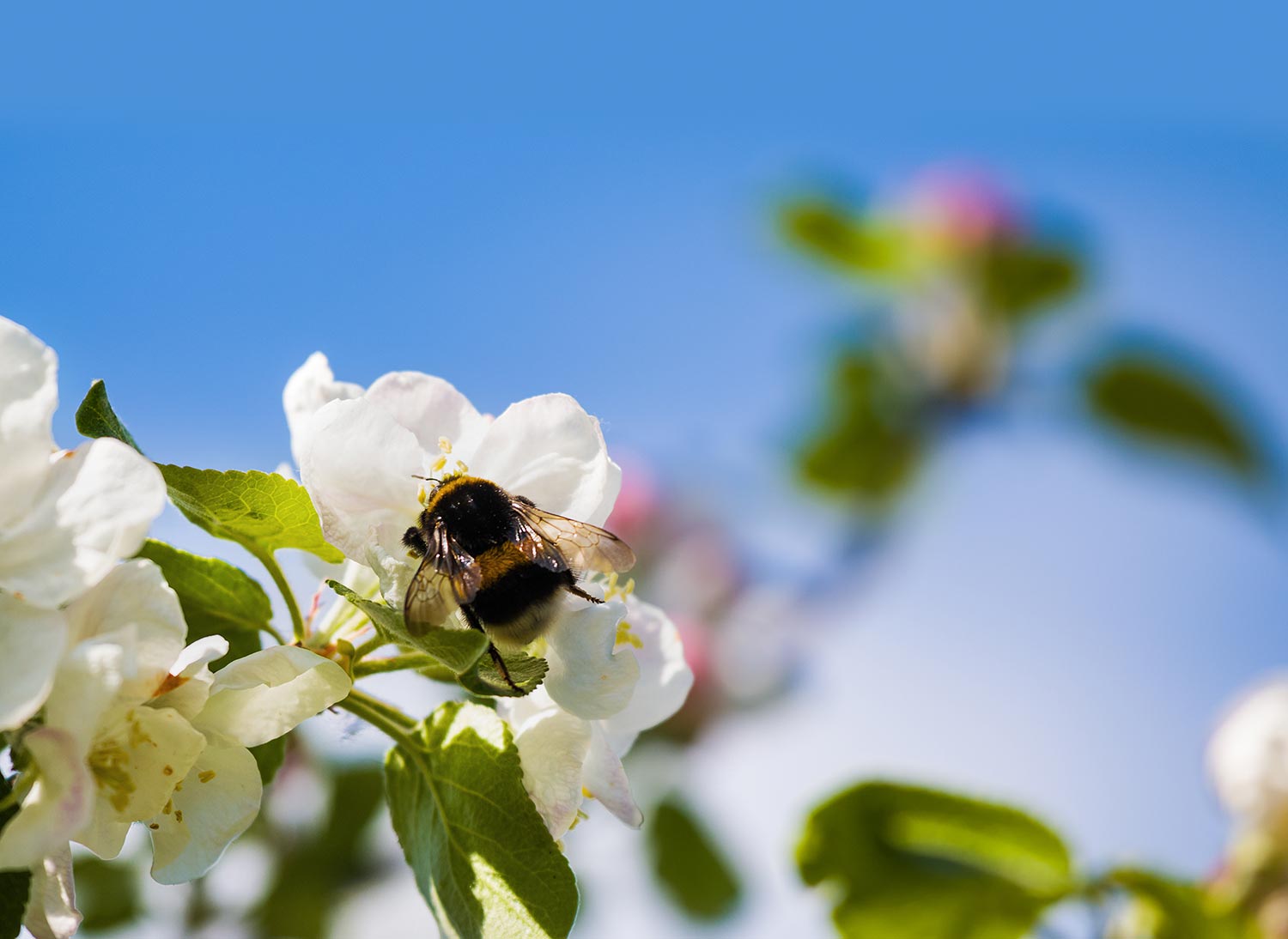 CWF Welcomes Proposed Phase Out of Two Neonics and Asks Canadians to Support Further Action