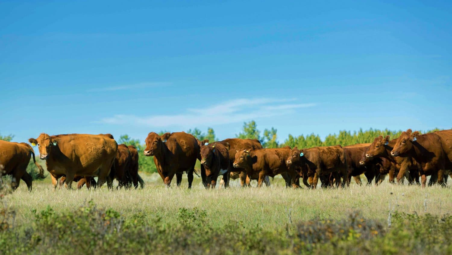 Support for Growth in Alberta’s Livestock Sector