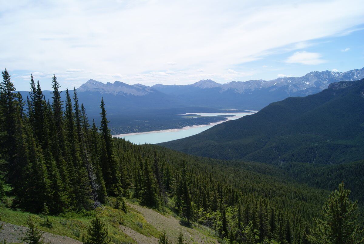 Living With Wildlife