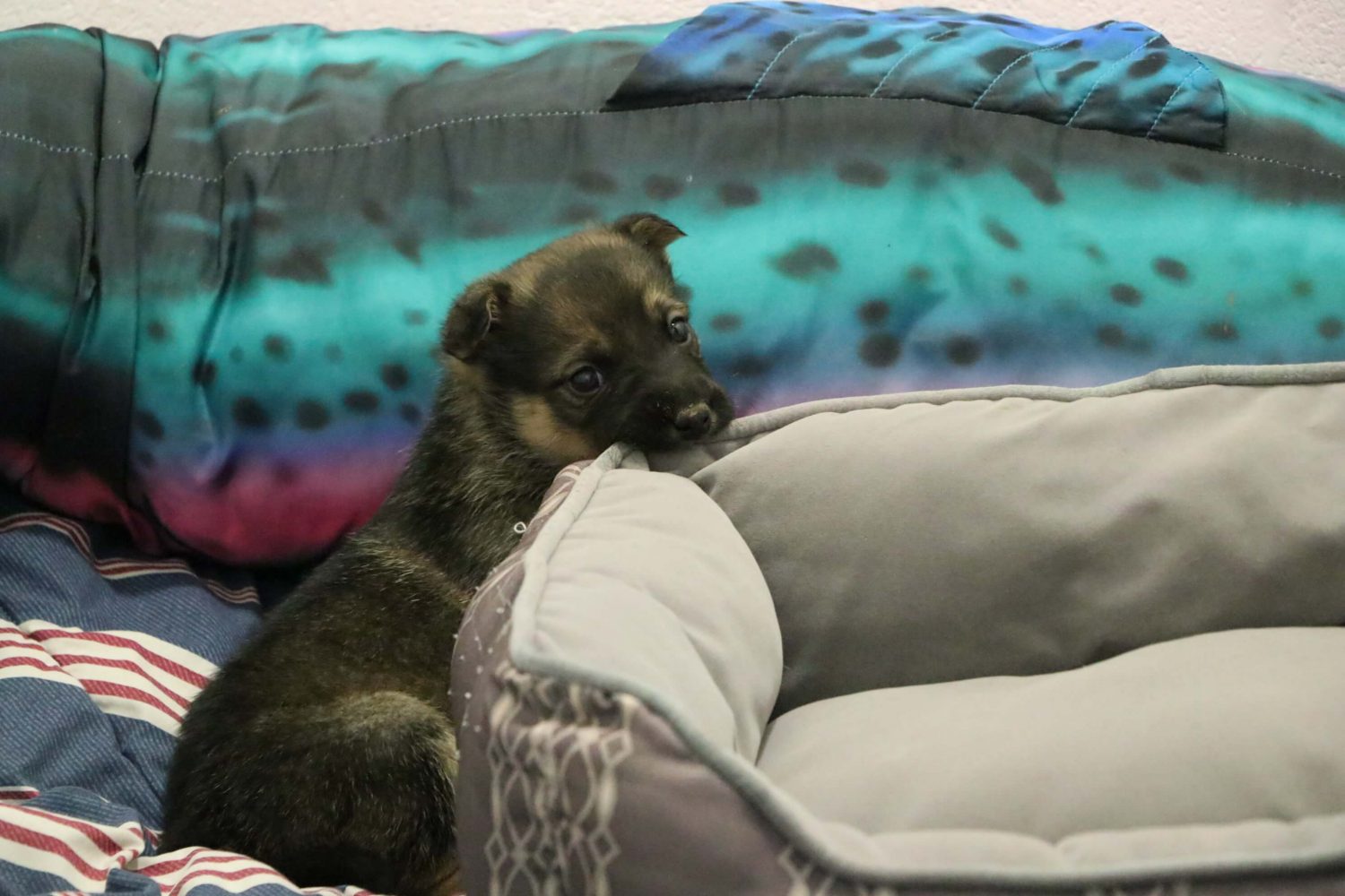 Appealing for Public’s Help After Puppies Abandoned in Calgary Store Parking Lot