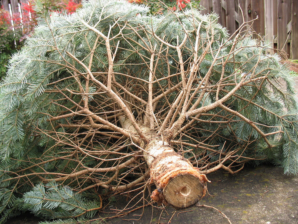 Town of Okotoks Christmas Tree Chipping and Collection