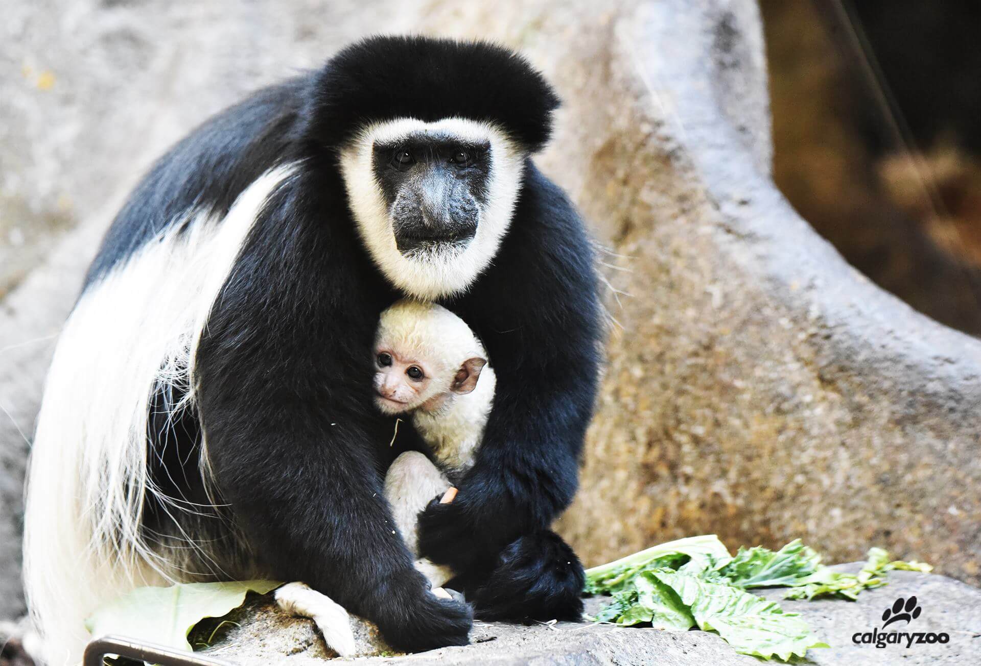 New Addition to the Calgary Zoo