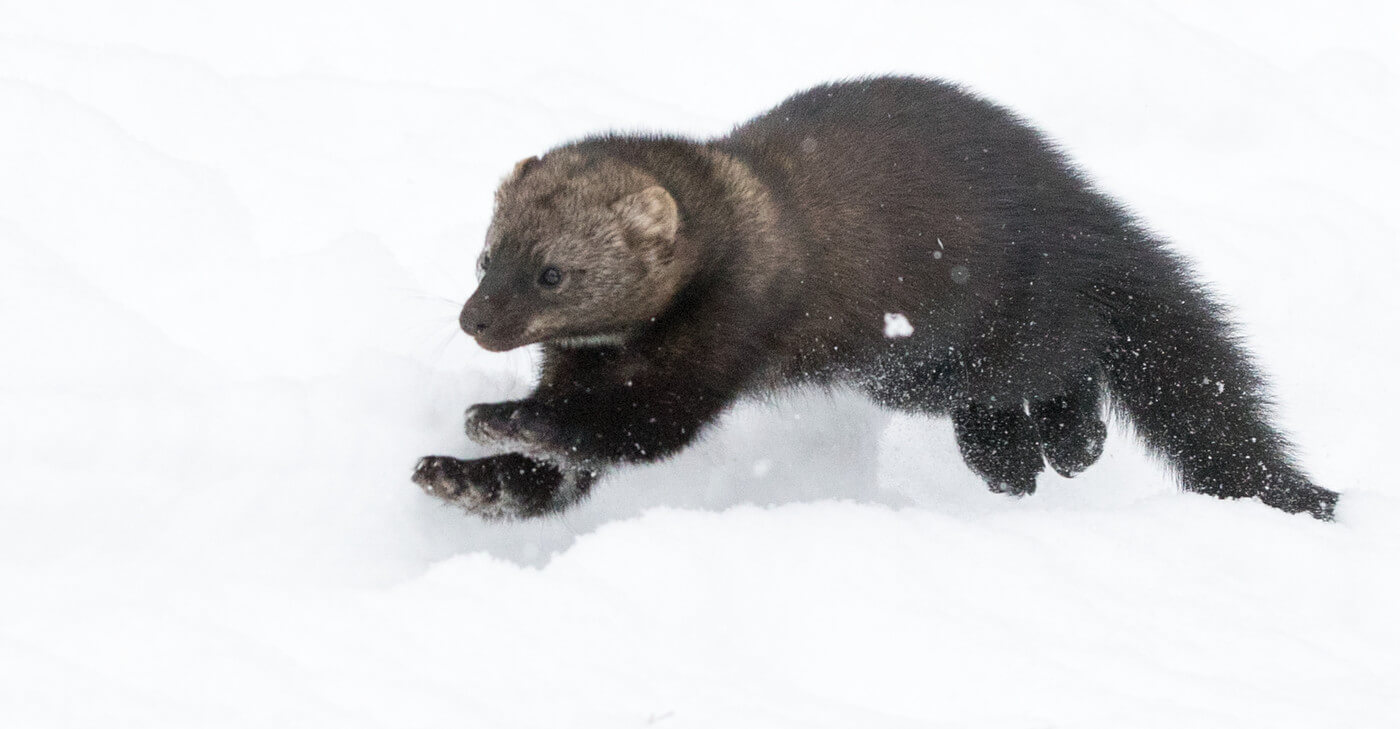 Fishers Released in North Cascades