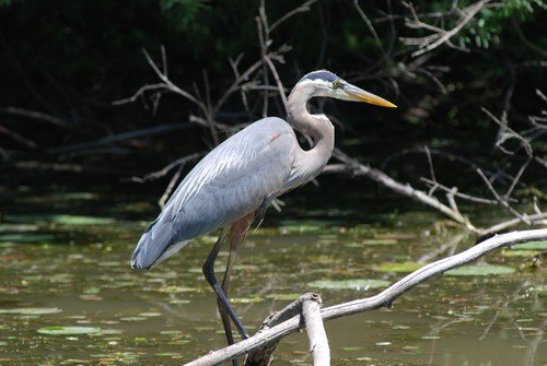 Alberta Company Fined $1.775 Million for Violating the Migratory Birds Convention Act, 1994