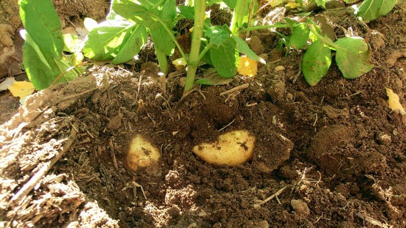 Keystone Potato Producers Association Announces Annual Support of STARS