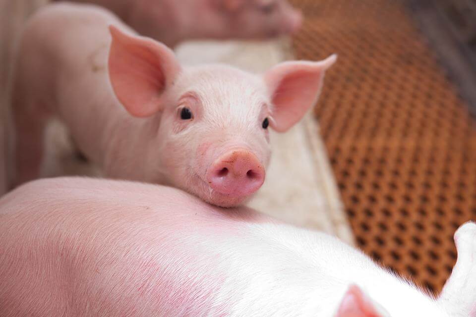 Porcine Epidemic Diarrhea (PED) Discovered in Alberta