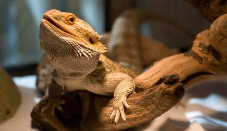 Reptiles as Pets: Five Common Myths Debunked