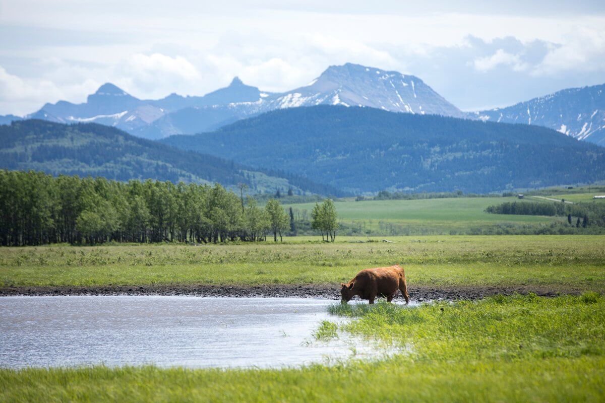 Nature Conservancy of Canada Announces Conservation of 1,600-hectare (3,950-acre) Ranch for World Wetlands Day