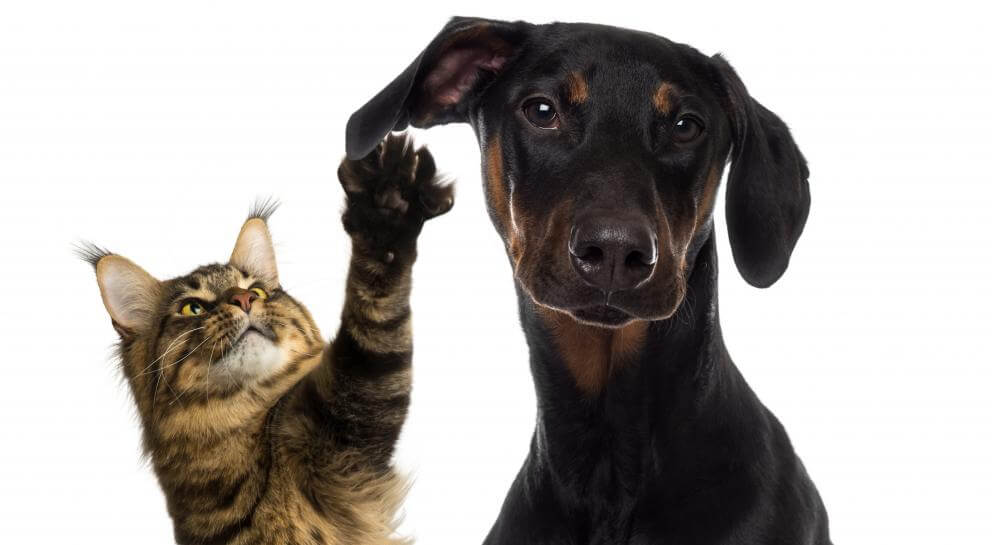 Alberta Veterinarians Vote to Ban Declawing, Ear Cropping, Tail Docking and More