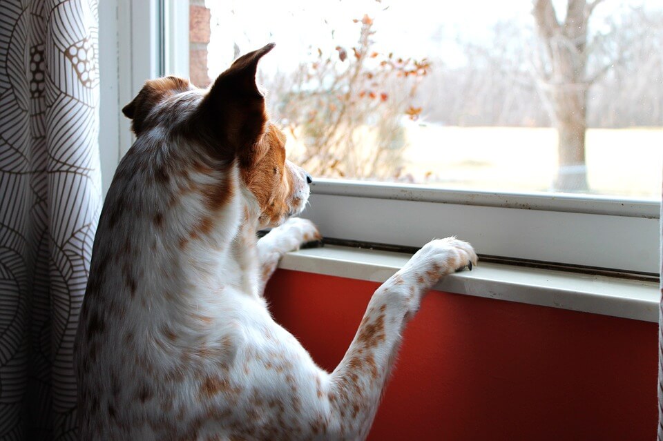 Separation Anxiety in Dogs