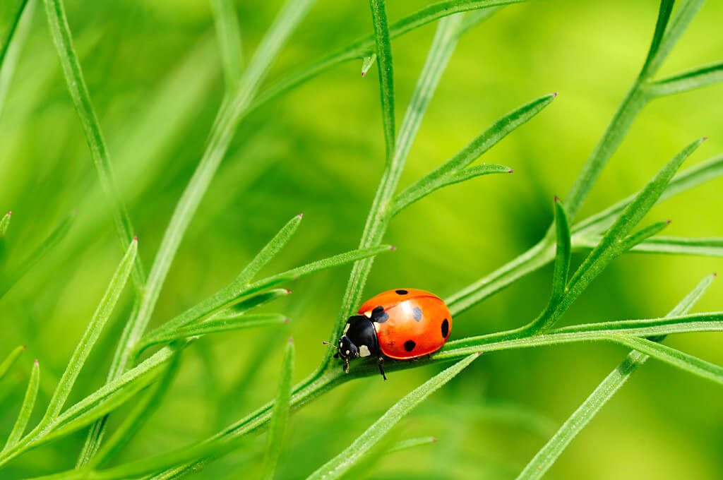 Millarville Horticultural Club: Beneficial Insects