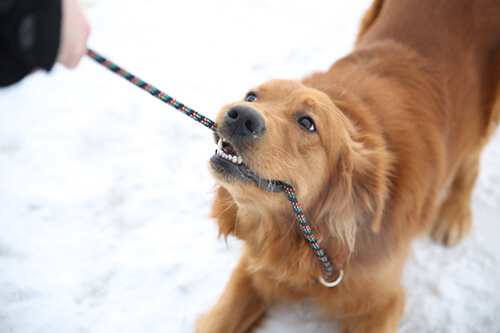 Training Tools for Dogs