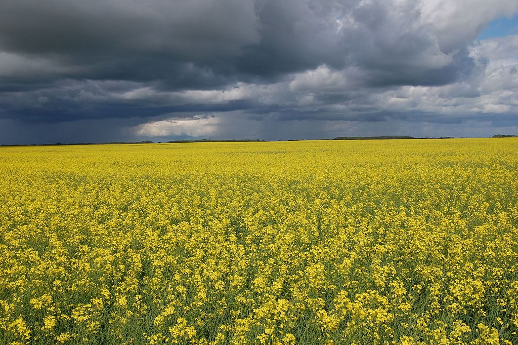 Conservatives Call for Emergency Agriculture Committee Meeting to Take Action on Canola-China Issue