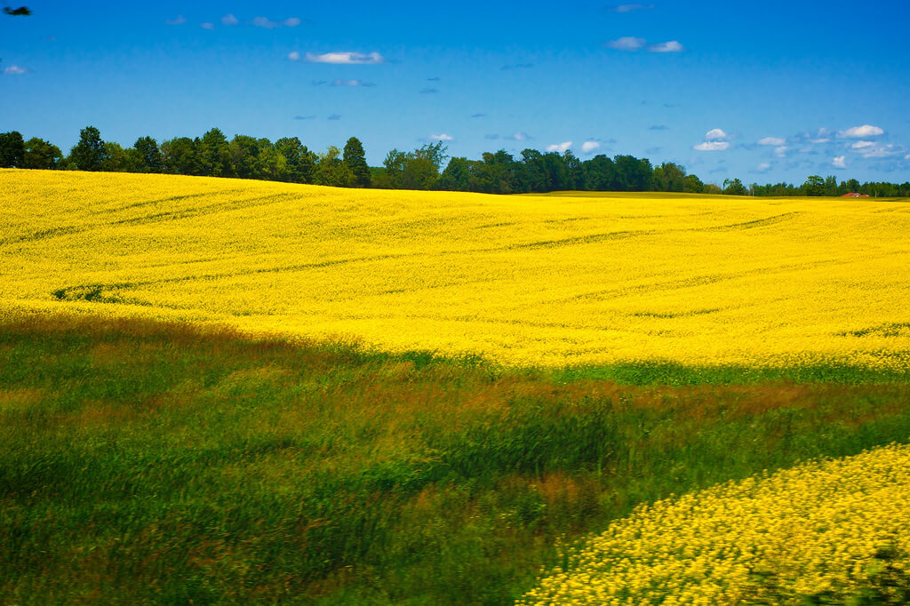 China Canola Ban: Statement from Premier Notley