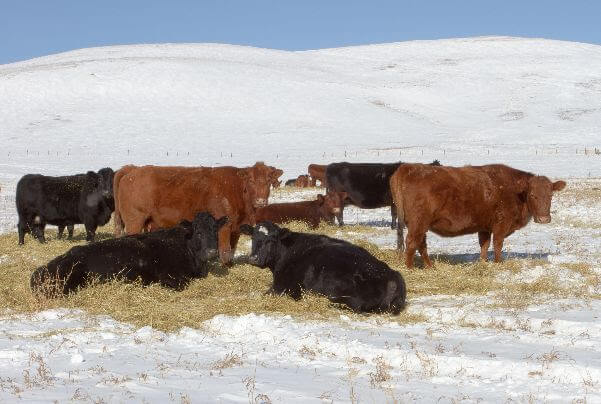 March Comes in Like a Lion: Winter Ranching