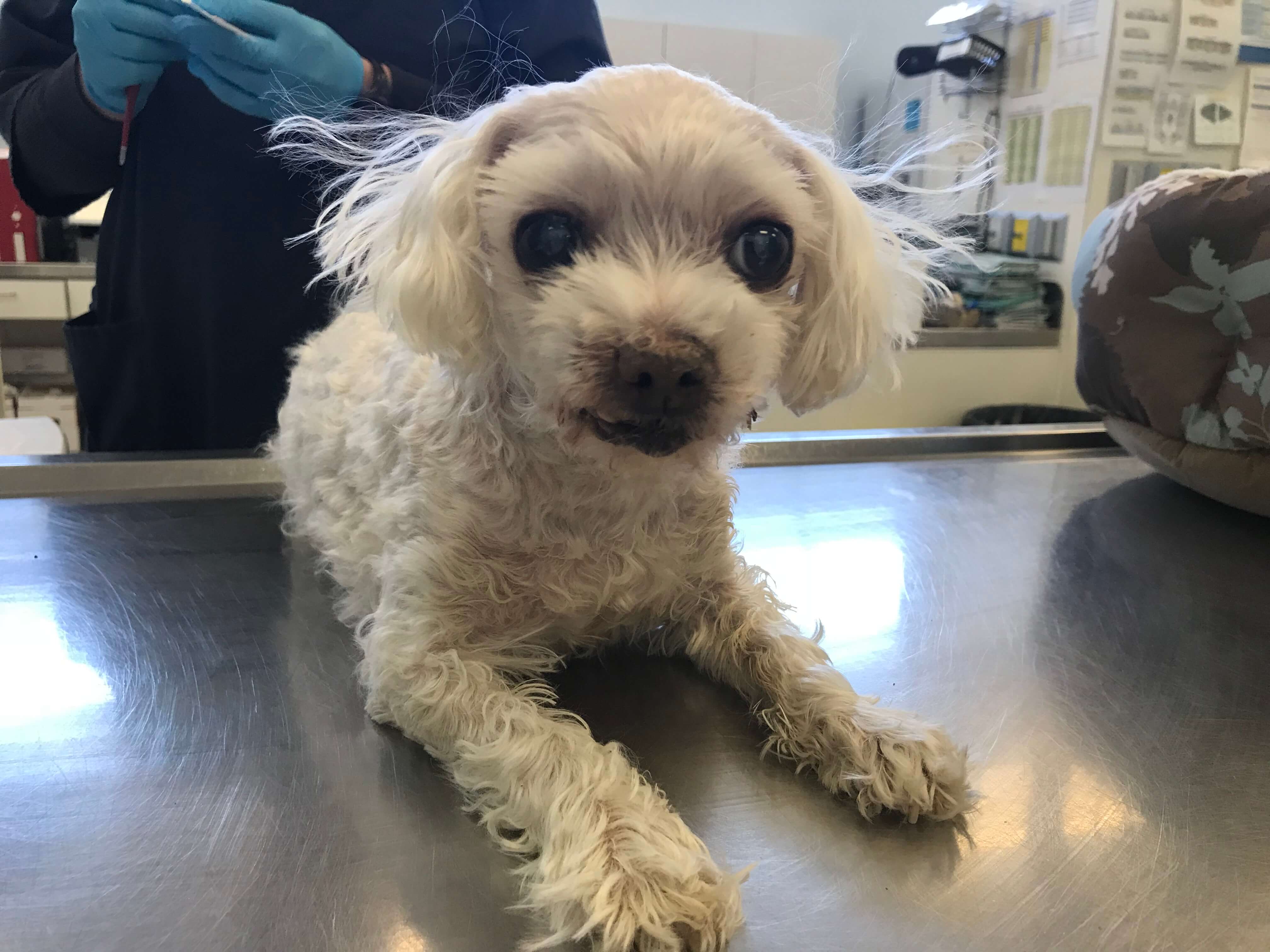 Calgary Humane Society Seeking Help Identifying Owner of Abandoned Dog