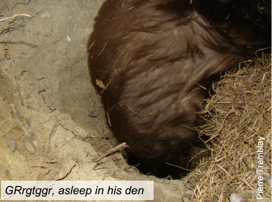 Ann & Sandy Cross Conservation: Winter Greetings from a Sleepy Bear