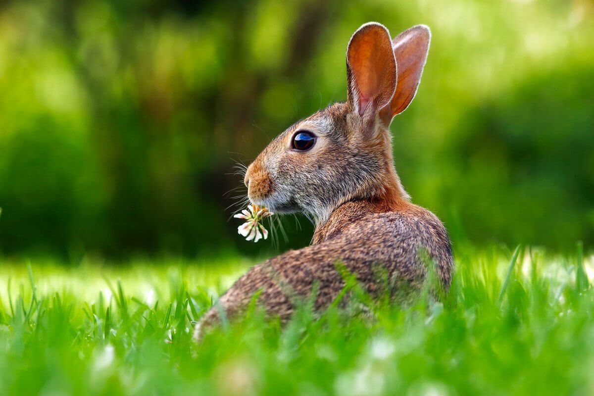 Alberta RCMP Reminds Albertans How to be Egg-stra Safe this Easter
