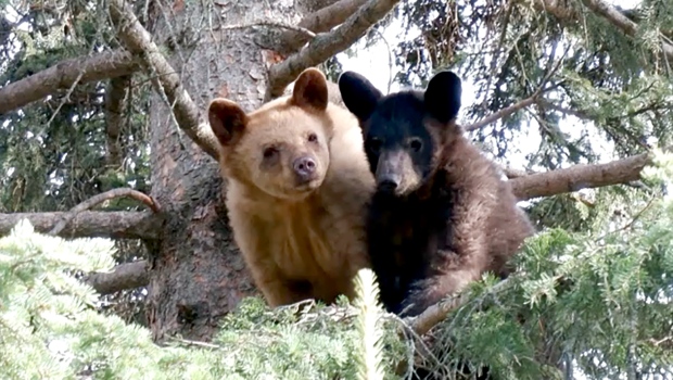 Black Bears Returned to the Wild