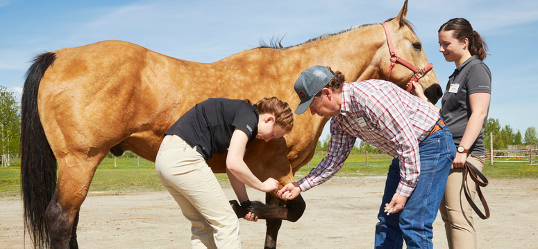 Equine Rotations at Tsuut’ina and Siksika Nations Give Vet Med Students a Leg Up on Horse Care Skills