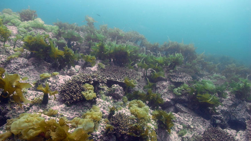 Corals Spreading to Subtropical Waters
