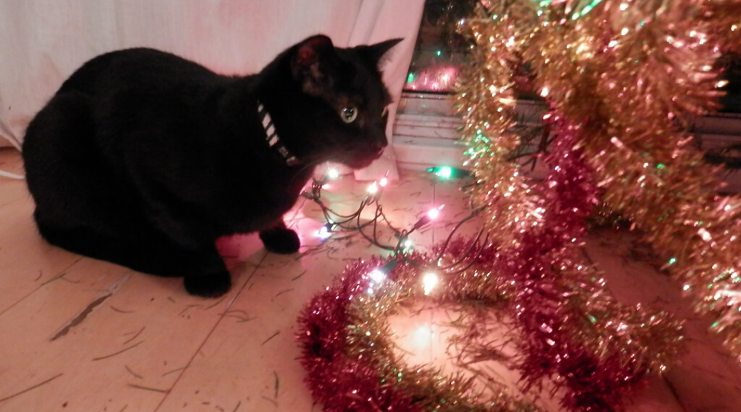 Cats and Christmas Trees