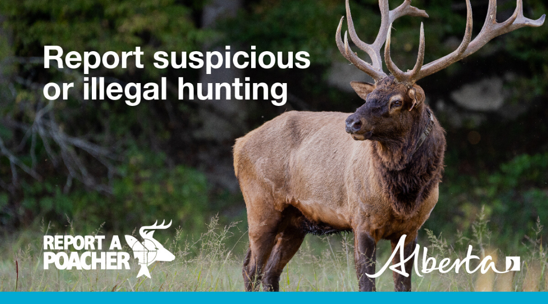 Alberta Fish and Wildlife Charge 13 People with Illegal Hunting