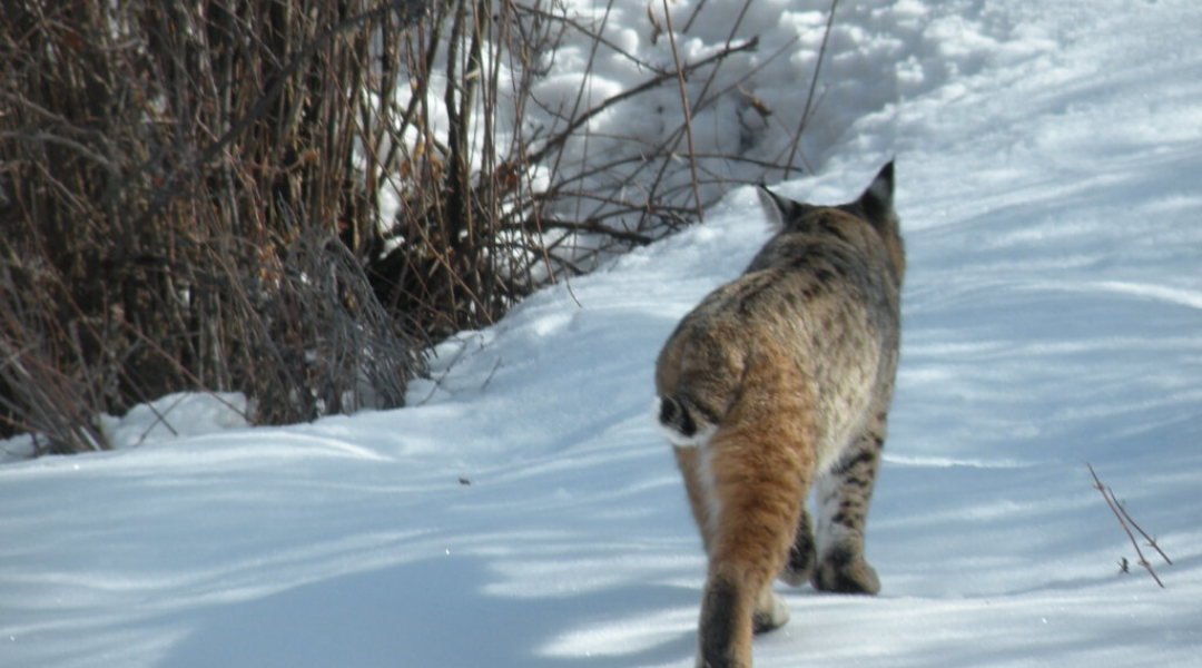 Bobcats in Your Community?