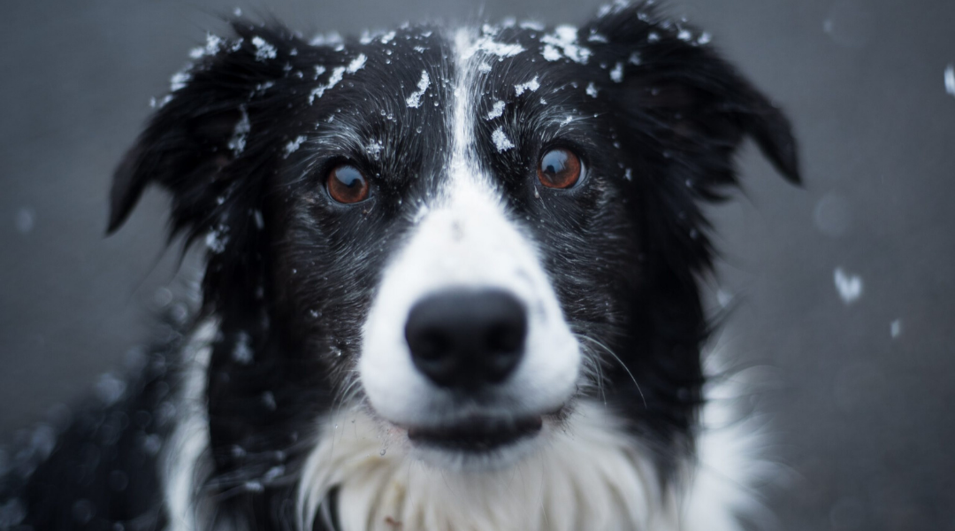 Top 10 Winter Pet Safety Tips