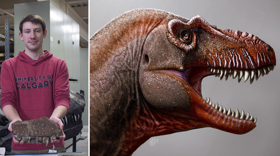 New, Large Meateating Dinosaur Discovered in Alberta Gateway Gazette