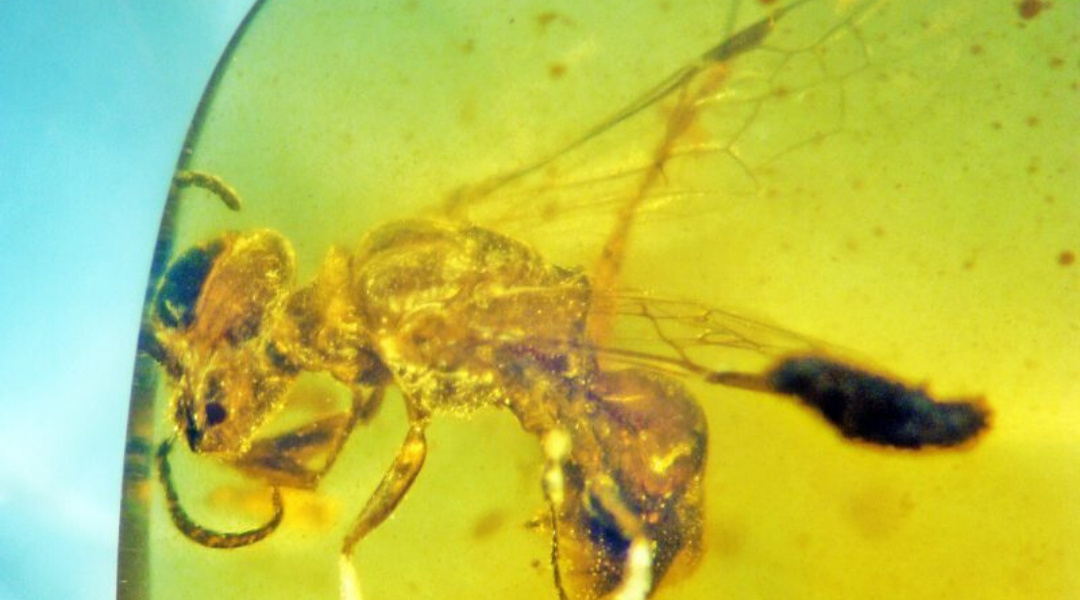 A Bee From the Age of Dinosaurs