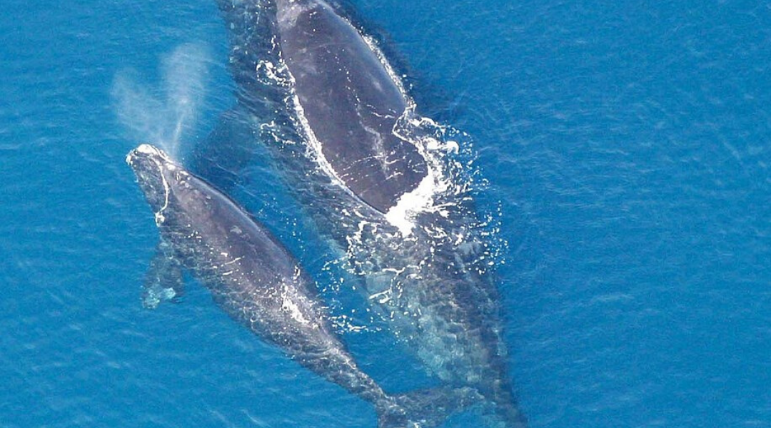 Canadian Wildlife Federation Encouraged but Cautious About New Measures to Conserve Right Whales