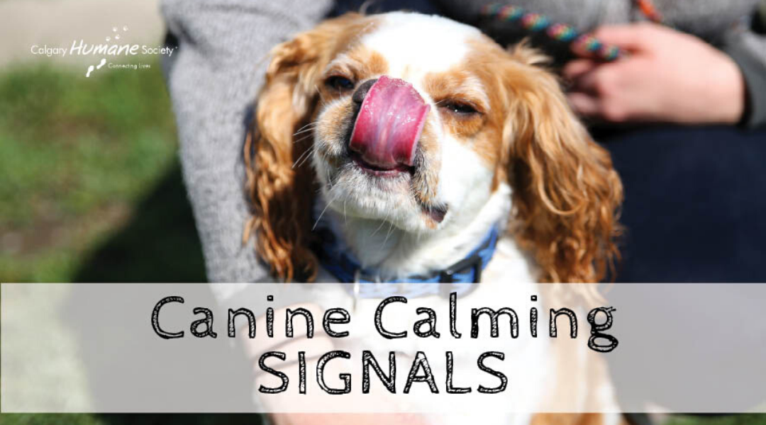 Learn to “SPEAK Dog” by Understanding Canine Calming Signals