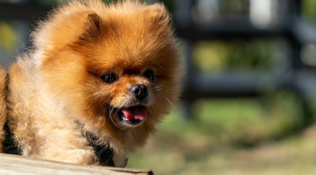 Hong Kong SARS-CoV-2 Dog Update