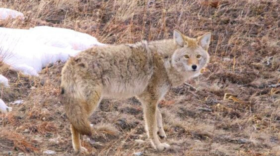 Love is in the Air for Coyotes