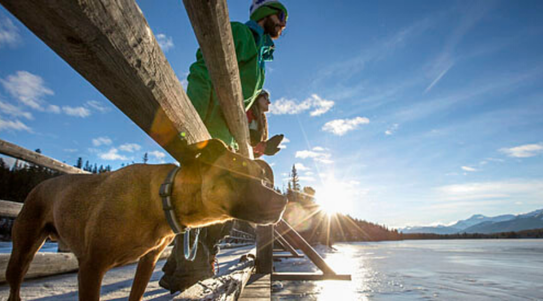 Pet-friendly Places to Stay Overnight in our National Parks