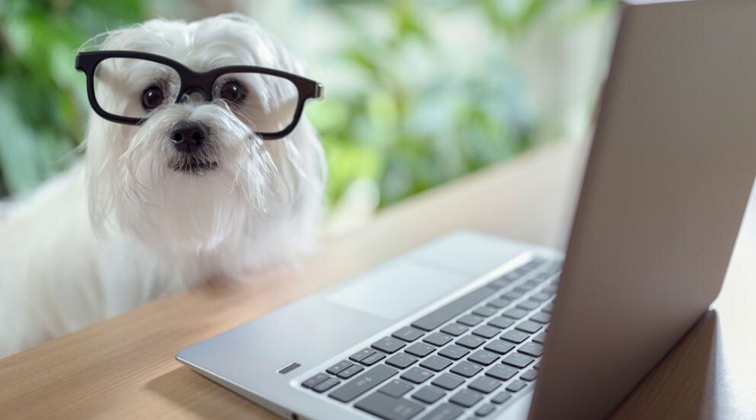 You and Your Vet: Social Distancing Through Telemedicine