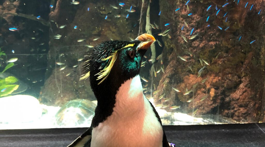 Watch 2 Penguins Explore Closed Chicago Aquarium