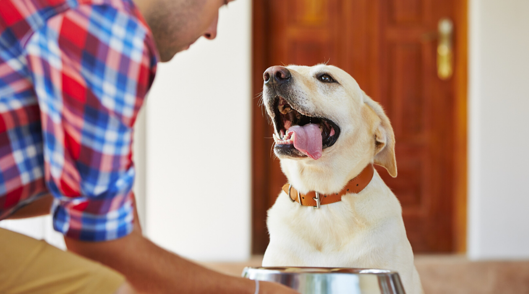 5 Tips When Selecting the Perfect Pet Food