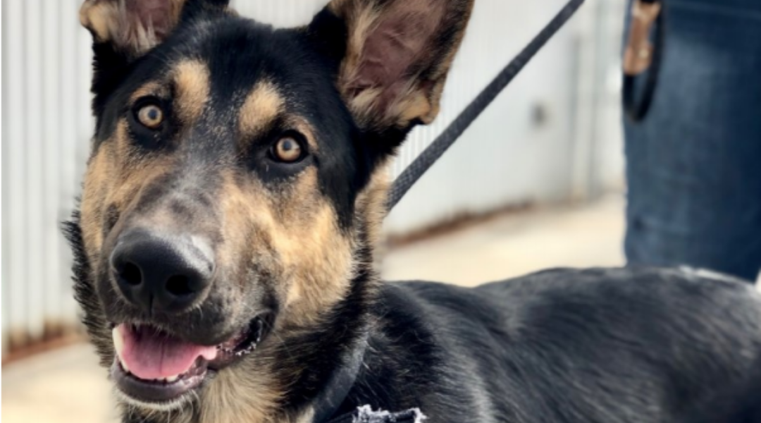 CHS Dog Abandoned Overnight