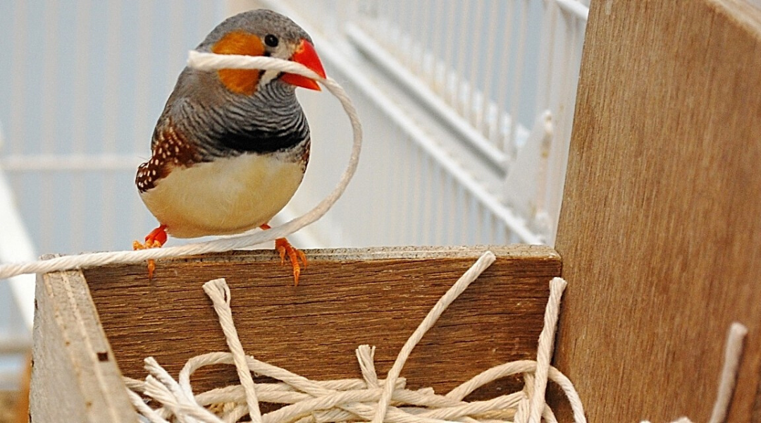 Experiences in Early Adolescence Determine How Birds Build Their First Nest