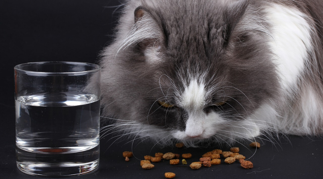 Food Sensitivities and Allergies and Our Pets