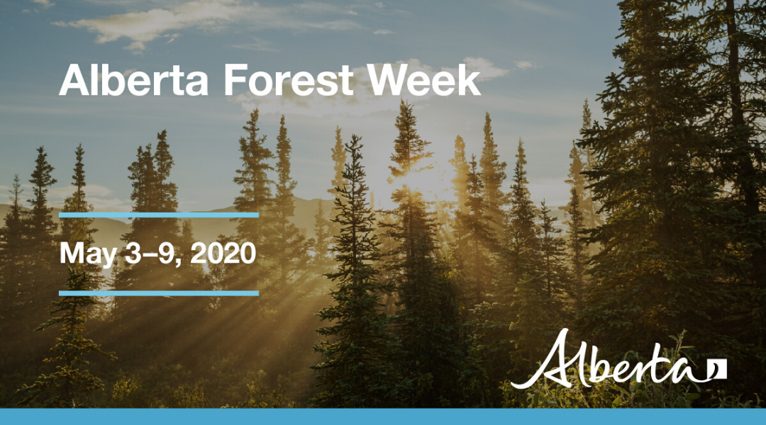 Showcasing Alberta’s Forests