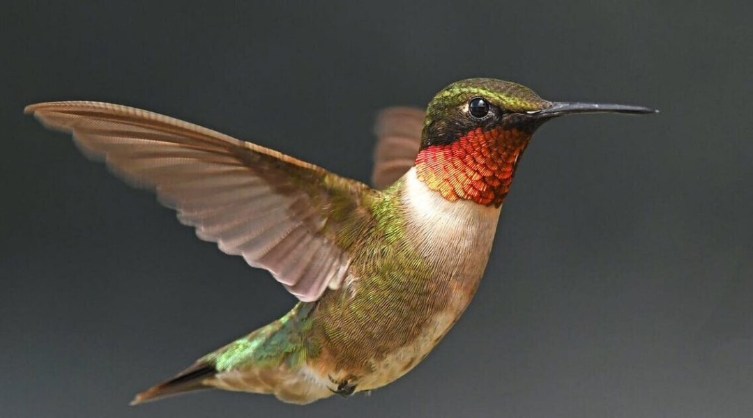 How the Wings of Owls and Hummingbirds Inspire Drones, Wind Turbines and Other Technology