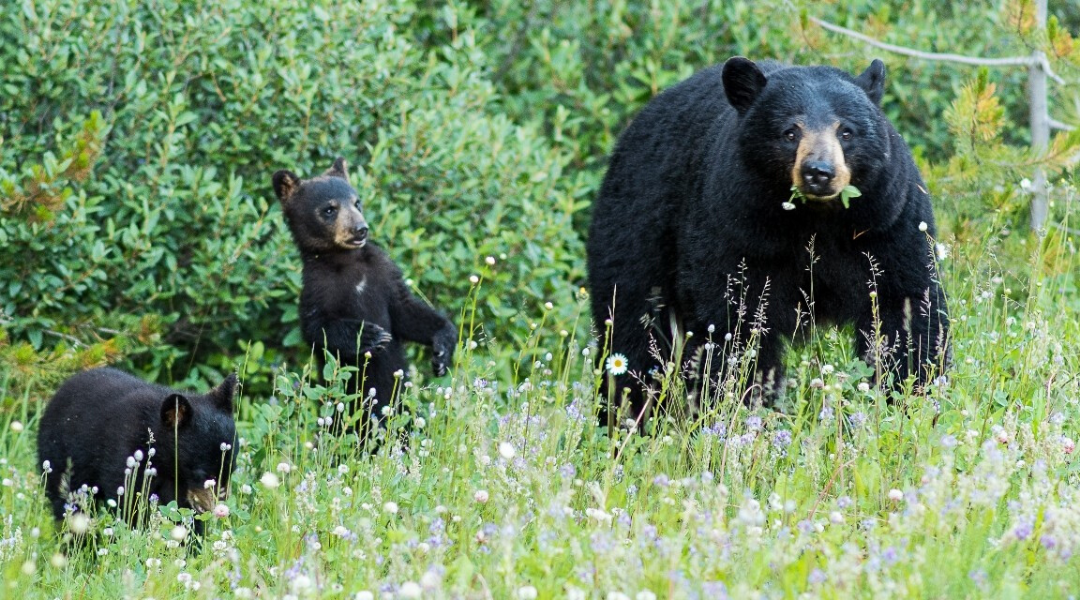 Don’t Feed the Bears! How Parks get Visitors to Protect Nature