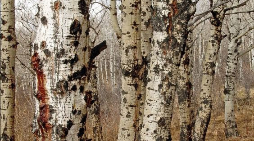 Glenbow Ranch Provincial Park: Aspen Popular Trees