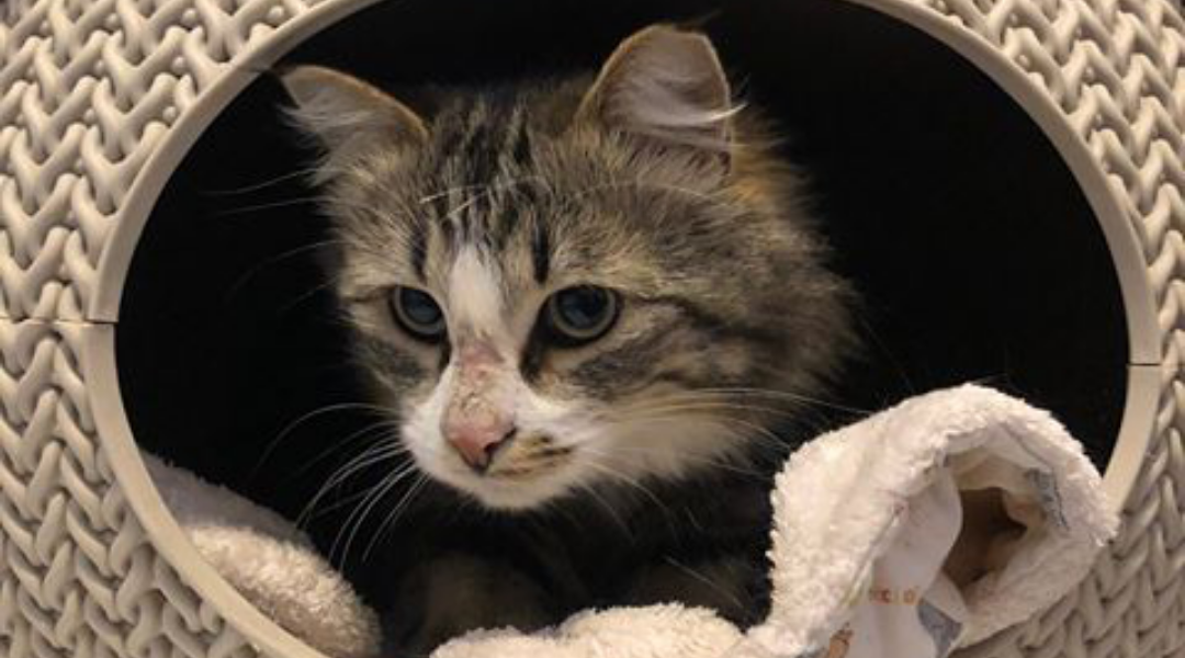 Keeping Your Pet Safe During a Pandemic