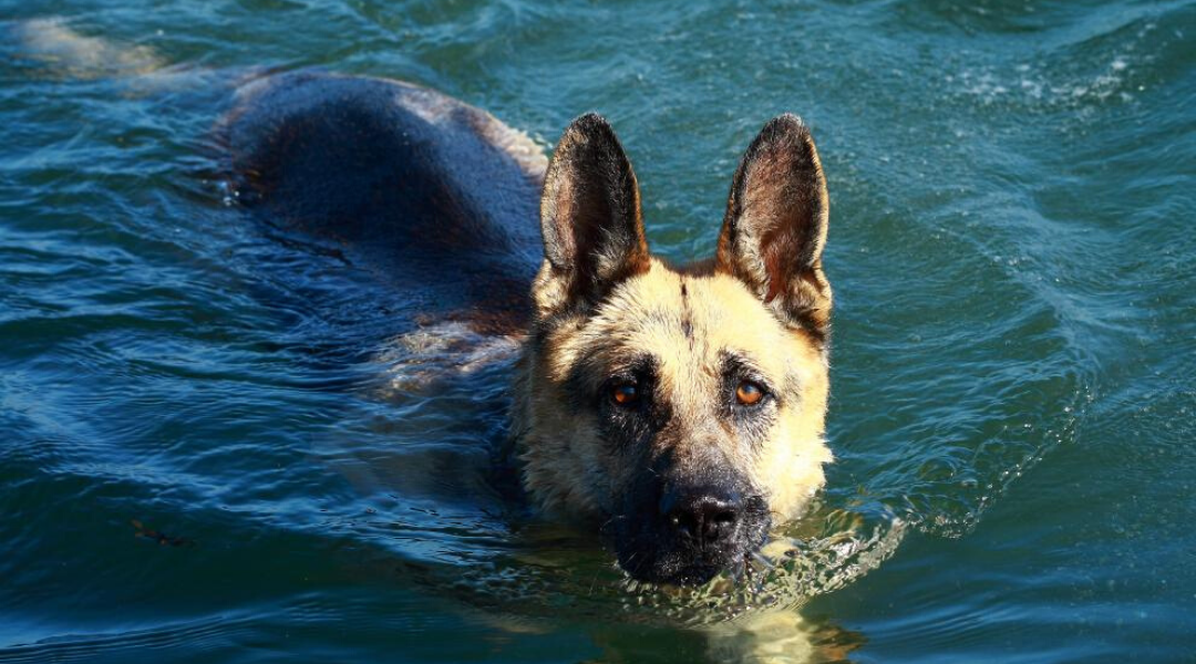 Preparing Your Pets for Emergencies