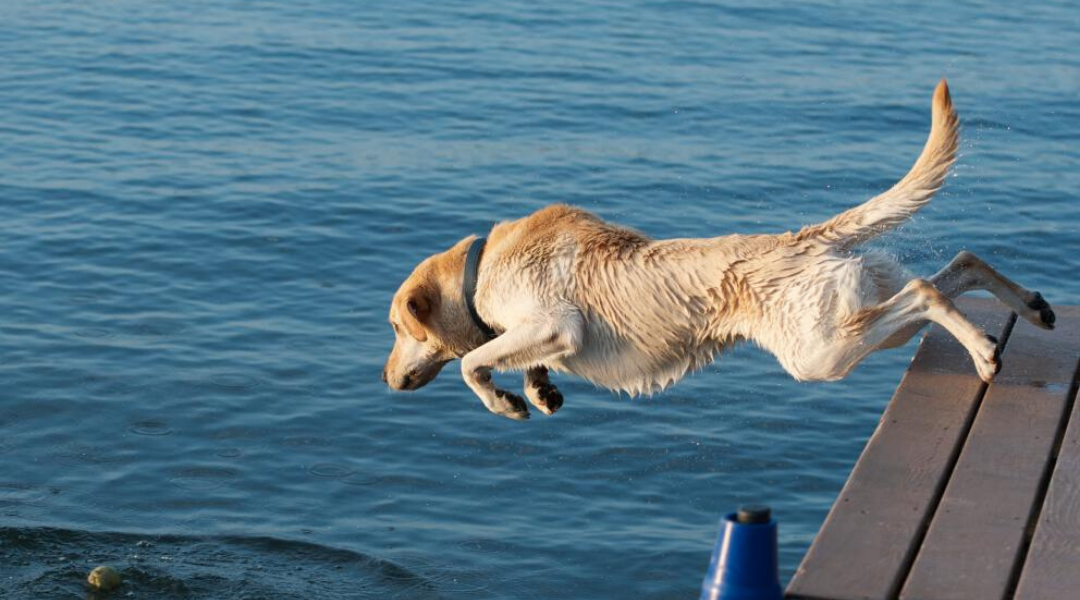 Water Safety Tips for Dogs